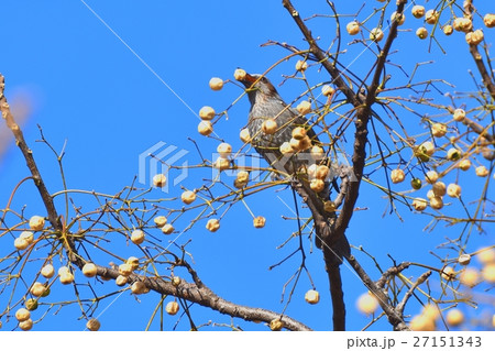 東京都三鷹市の野鳥、仙川に隣接する公園内のセンダンの実を咥えるヒヨドリ 27151343