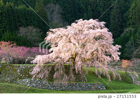 奈良_朝日に輝く又兵衛桜 27151553