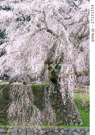 奈良_宇陀の又兵衛桜 奈良_宇陀の又兵衛桜 27151554
