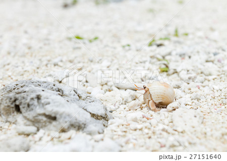 沖縄_砂浜を歩くオカヤドカリ 27151640