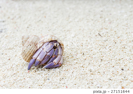 沖縄 砂浜を歩くムラサキオカヤドカリの写真素材