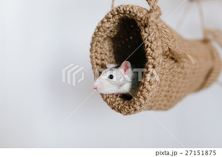 Mouse peeking out of the tunnel knitted on a white Mouse peeking out of the tunnel knitted on a white 27151875