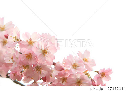 桜（思川桜） 27152114