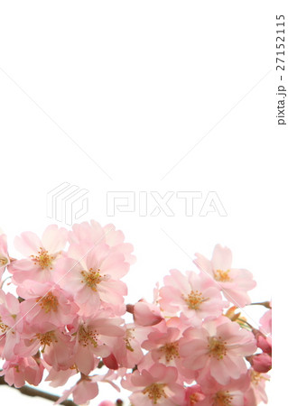 桜（思川桜） 27152115