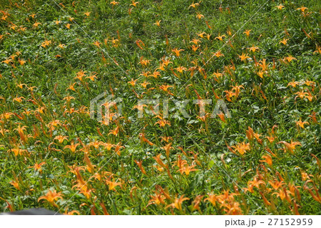 ニッコウキスゲ キスゲ デイリリー 27152959