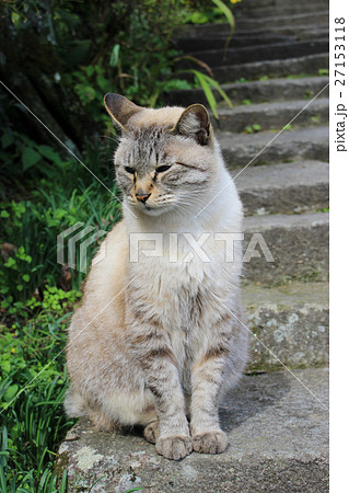 石段にたたずむベージュのトラ猫 27153118