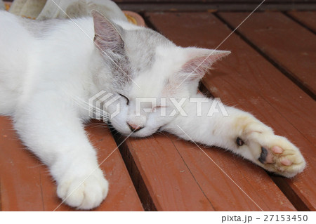 昼寝する白い猫 昼寝する白い猫 27153450