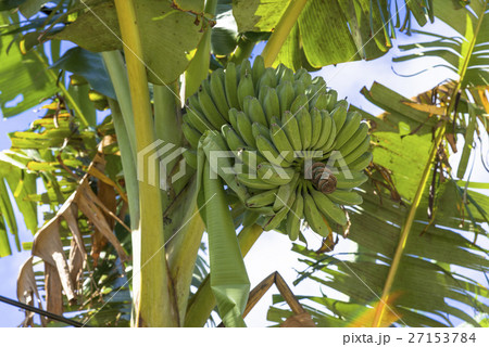 たわわに実るバナナ 27153784