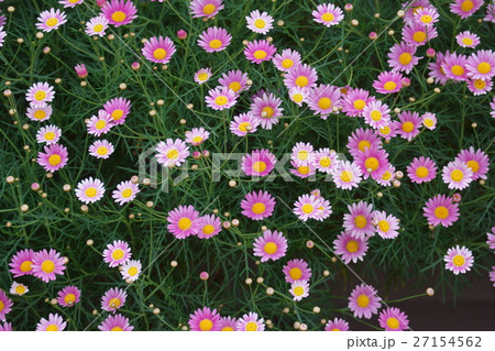 マーガレット　花言葉は「真実の愛」 27154562