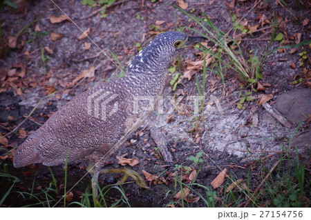 林 森 樹林 27154756