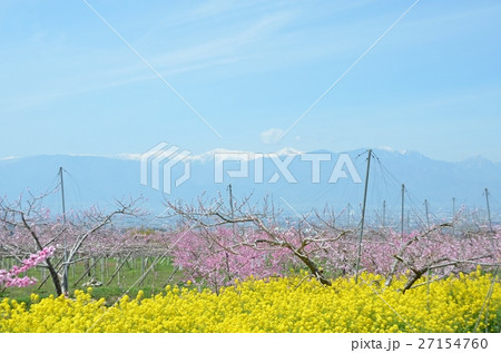 満開の桃・菜の花と残雪の南アルプス 27154760