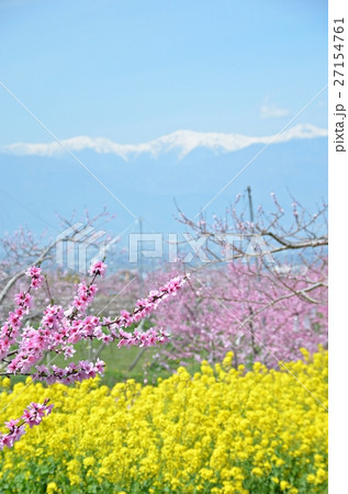 満開の桃・菜の花と残雪の南アルプス 27154761