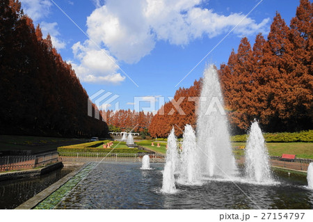 12月　神奈川県立相模原公園07メタセコイヤ並木の紅葉 27154797