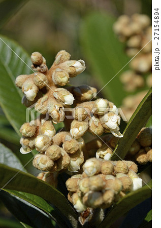 ビワ（枇杷） 27154894