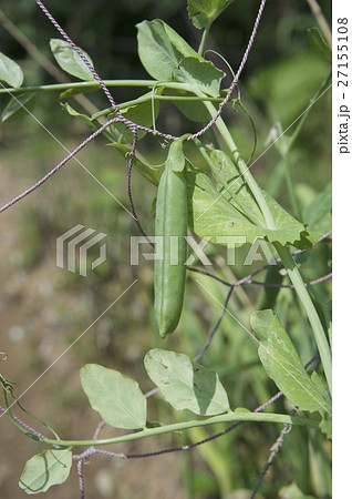 スナップえんどう スナップえんどう 27155108