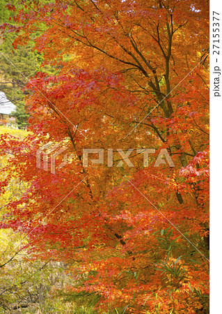 紅葉 紅葉 27155377