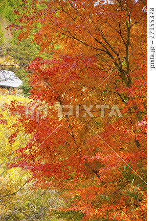 紅葉 紅葉 27155378