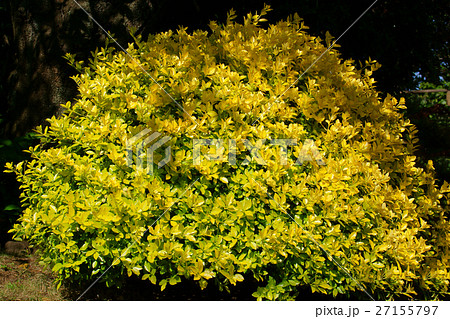 黄金柾 オウゴンマサキ 花のように美しい葉です 黄金柾 オウゴンマサキ 花のように美しい葉です 27155797