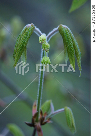 目薬木 メグスリノキ 花言葉は「大切な思い出」 目薬木 メグスリノキ 花言葉は「大切な思い出」 27155809