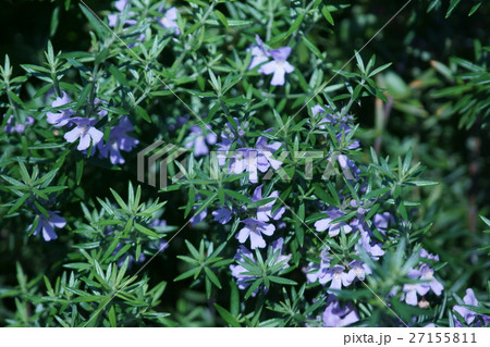 ウエストリンギア　花言葉は「真実の愛情」 27155811