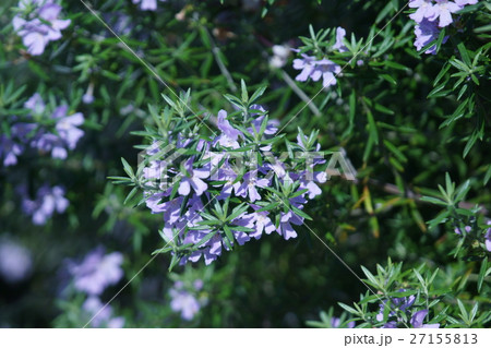 ウエストリンギア 花言葉は「真実の愛情」 ウエストリンギア 花言葉は「真実の愛情」 27155813