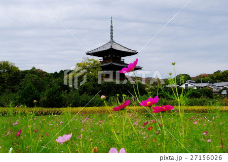 秋桜 27156026