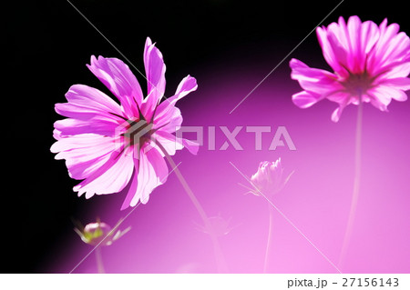 秋桜 秋桜 27156143