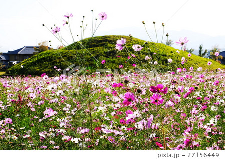 秋桜 27156449