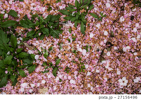 桜散る 地面に落ちて密集するさくらの花びらの写真素材