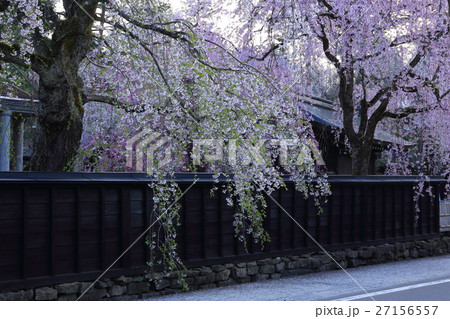 角館の桜 27156557