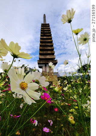 秋桜 秋桜 27156599