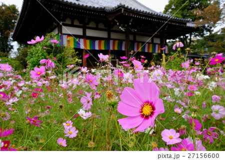 秋桜 秋桜 27156600