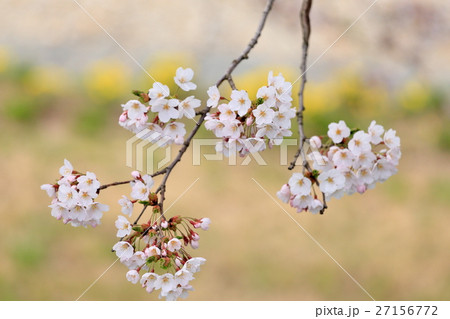 角館付近の桜 角館付近の桜 27156772