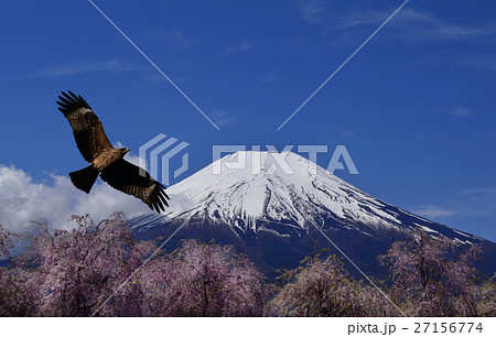 富士山と鷹 初夢 桜 さくら 富士山 鷹 タカ トビ 青空 元旦 正月 新春 年明け の写真素材 [27156774] - PIXTA