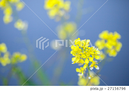 菜の花 27156796