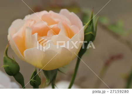 ばら　植物　薔薇 27159280