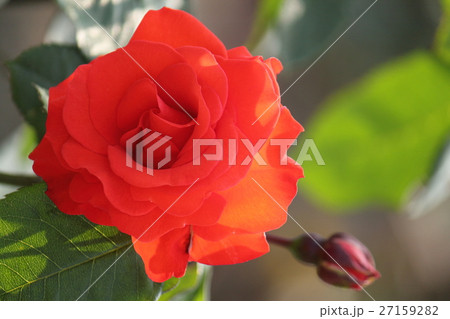 ばら　薔薇　植物　花 27159282