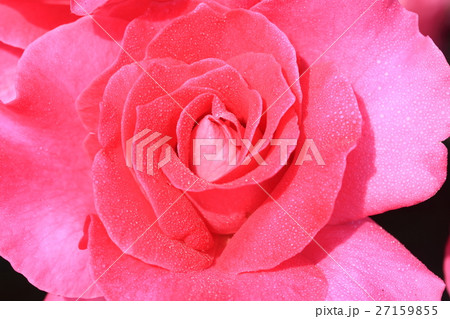 ピンクの薔薇 ピンクの薔薇 27159855