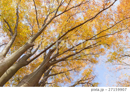 紅葉イメージ 27159907
