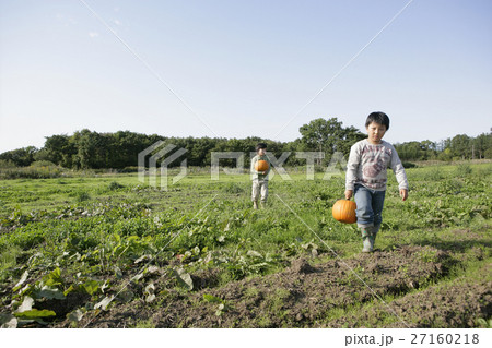 カボチャの収穫 27160218