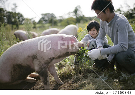 農場のブタと父子 農場のブタと父子 27160343