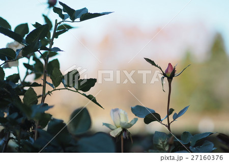 薔薇 27160376