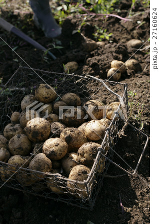 オーガニック　キタアカリ 27160624