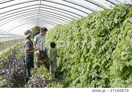 オーガニックのゴーヤの収穫 27160679