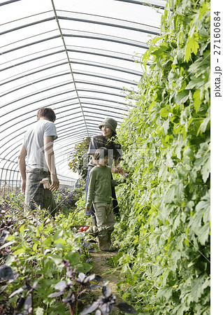 オーガニックのゴーヤの収穫 オーガニックのゴーヤの収穫 27160684