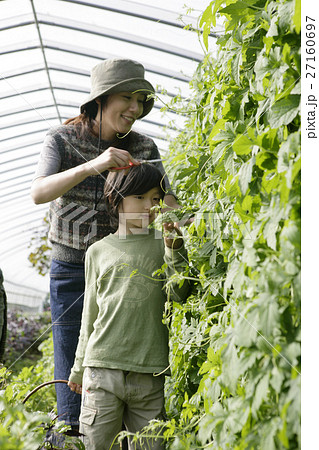 オーガニックのゴーヤの収穫 27160697