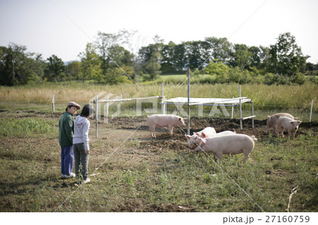 農場のブタと少年 農場のブタと少年 27160759