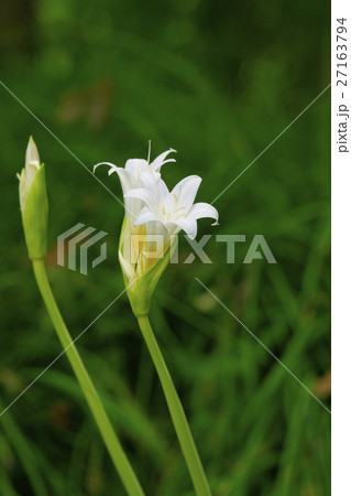 アマリリス・ベラドンナ 27163794