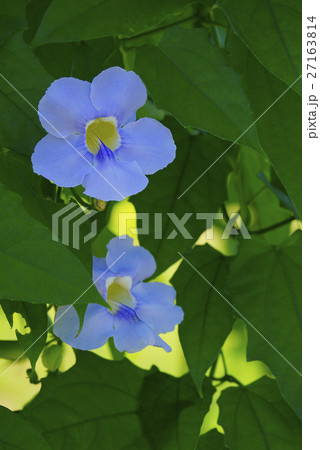 ベンガルヤハズカズラ ベンガルヤハズカズラ 27163814