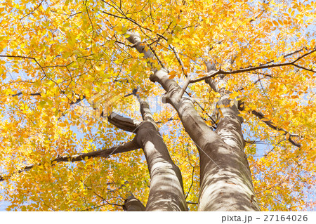紅葉イメージ 27164026